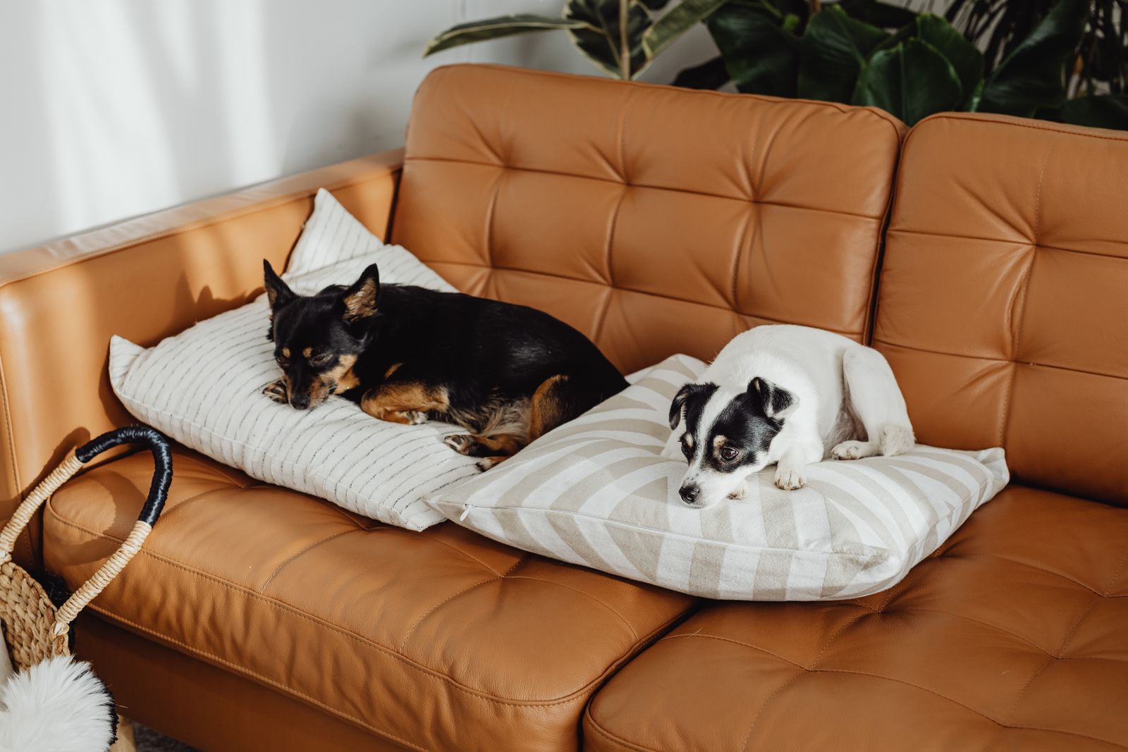Two dogs relaxing on a freshly cleaned leather sofa